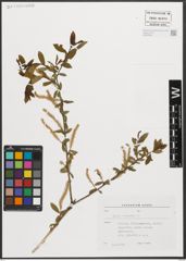 Foto von Salix triandra L.